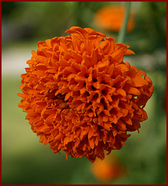 orange_blomma.jpg
